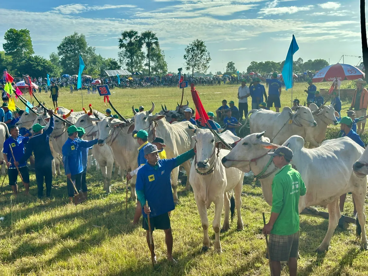 Độc đáo Hội đua bò Bảy Núi- Ảnh 4.