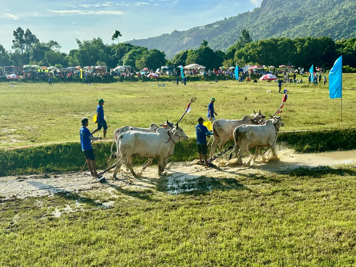 Độc đáo Hội đua bò Bảy Núi- Ảnh 8.