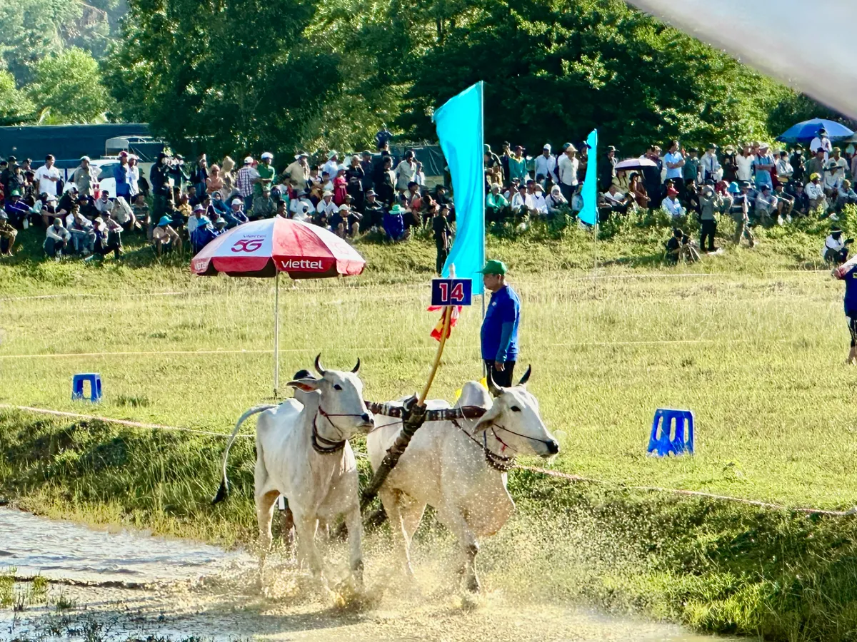 Độc đáo Hội đua bò Bảy Núi- Ảnh 6.