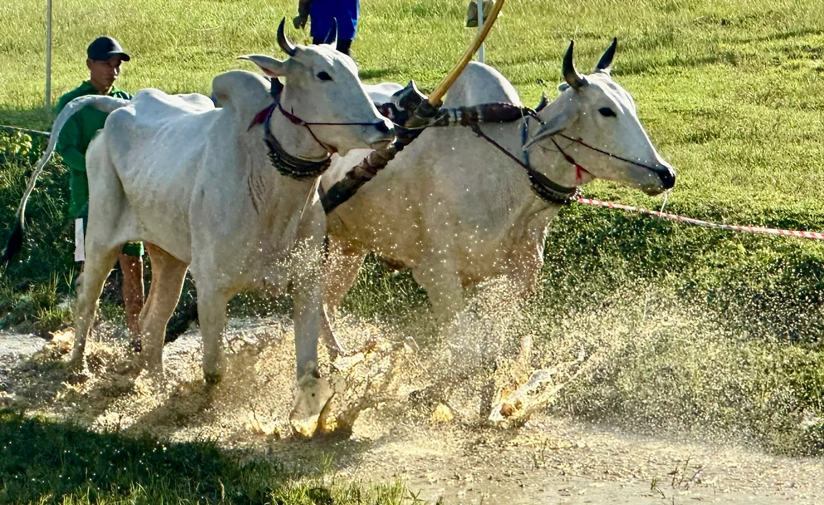 Độc đáo Hội đua bò Bảy Núi- Ảnh 7.