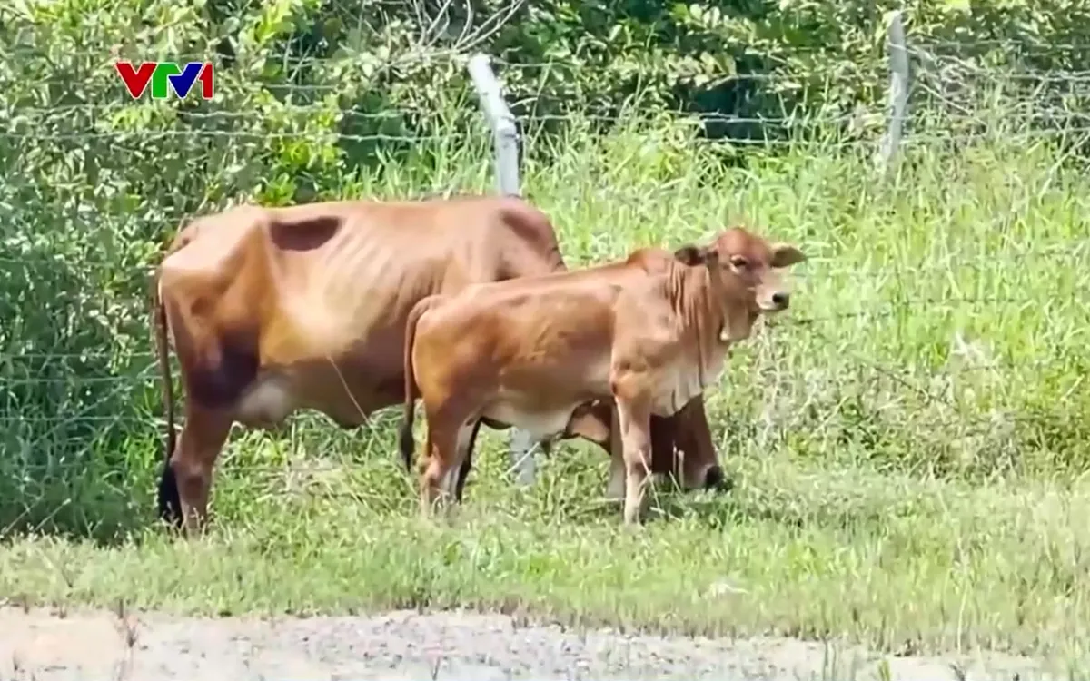 Hiểm họa gia súc thả rông trong hành lang cao tốc Vĩnh Hảo - Phan Thiết - Ảnh 3.