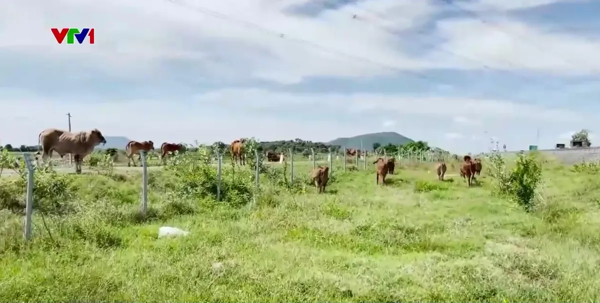 Hiểm họa gia súc thả rông trong hành lang cao tốc Vĩnh Hảo - Phan Thiết - Ảnh 2.