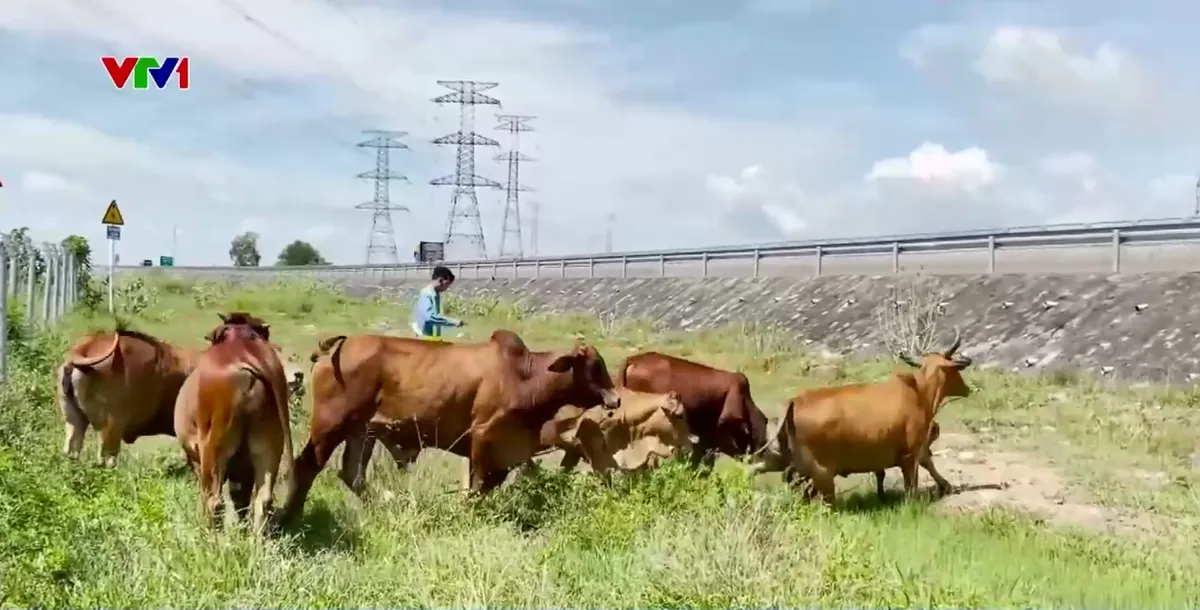 Hiểm họa gia súc thả rông trong hành lang cao tốc Vĩnh Hảo - Phan Thiết - Ảnh 1.