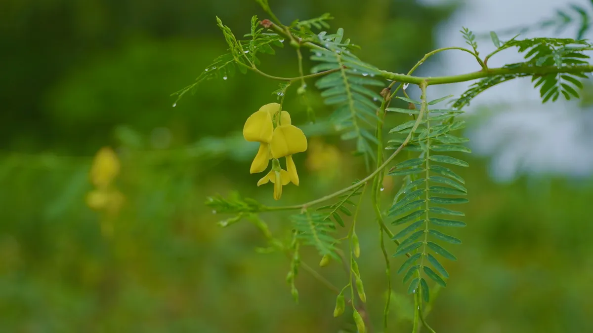 Về miền Tây nghe chuyện mùa nước nổi- Ảnh 8. Về miền Tây nghe chuyện mùa nước nổi- Ảnh 8.