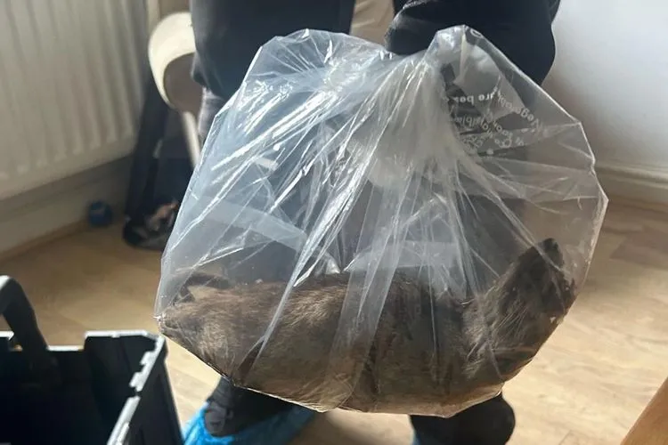 Người d&acirc;n Anh lo lắng khi ph&aacute;t hiện chuột khổng lồ trong nh&agrave;  - Ảnh 1.