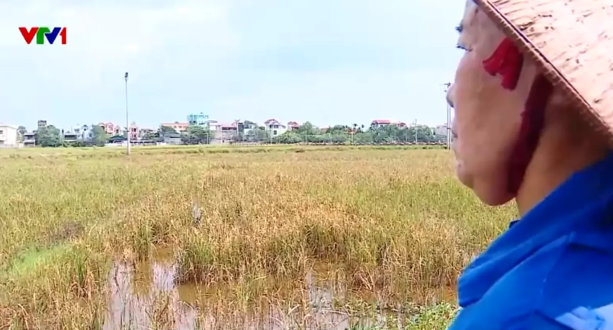 Nhiều hộ dân xã Quảng Oai (Hà Nội) chưa nhận được hỗ trợ thiệt hại sau bão - Ảnh 1.