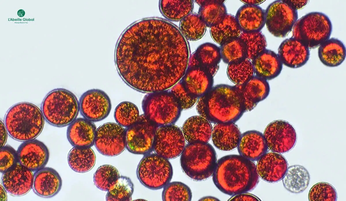 Astaxanthin – Vua chống oxy hoá từ vi tảo đỏ và tiêu chuẩn nguyên liệu cho sản phẩm cao cấp- Ảnh 2. Astaxanthin – Vua chống oxy hoá từ vi tảo đỏ và tiêu chuẩn nguyên liệu cho sản phẩm cao cấp- Ảnh 2.