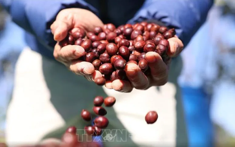 Xuất khẩu cà phê lập kỷ lục cả về lượng và giá trị Xuất khẩu cà phê lập kỷ lục cả về lượng và giá trị