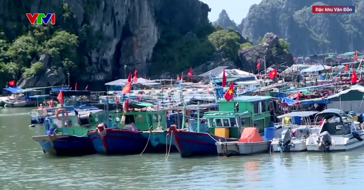 Hàng trăm lồng bè thủy sản ở Vân Đồn được gia cố, sẵn sàng di dời lên bờ khi có yêu cầu - Ảnh 1.