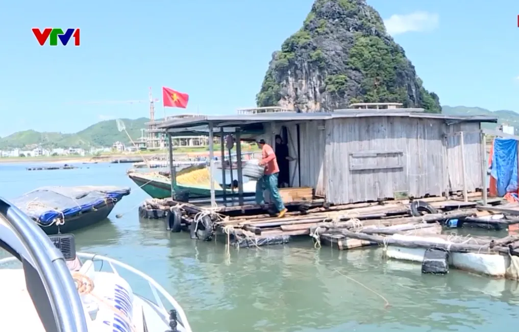 Hàng trăm lồng bè thủy sản ở Vân Đồn được gia cố, sẵn sàng di dời lên bờ khi có yêu cầu - Ảnh 2.