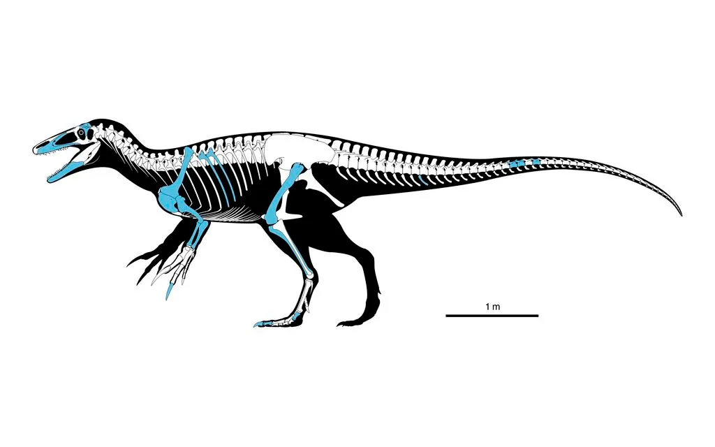 Bản vẽ cho thấy hình dáng loài khủng long mới được phát hiện có tên là Joaquinraptor casali, với những chiếc xương được phát hiện có màu xanh lam (Ảnh: AP) Bản vẽ cho thấy hình dáng loài khủng long mới được phát hiện có tên là Joaquinraptor casali, với những chiếc xương được phát hiện có màu xanh lam (Ảnh: AP)