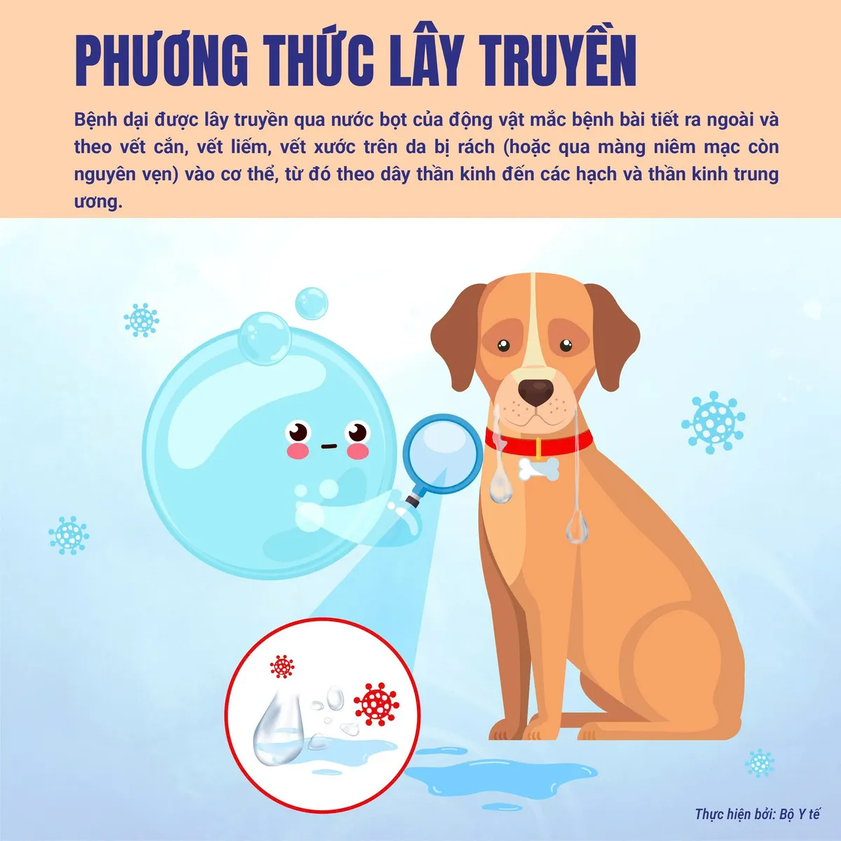 Infographic: Bệnh dại và các biện pháp phòng bệnh- Ảnh 2.