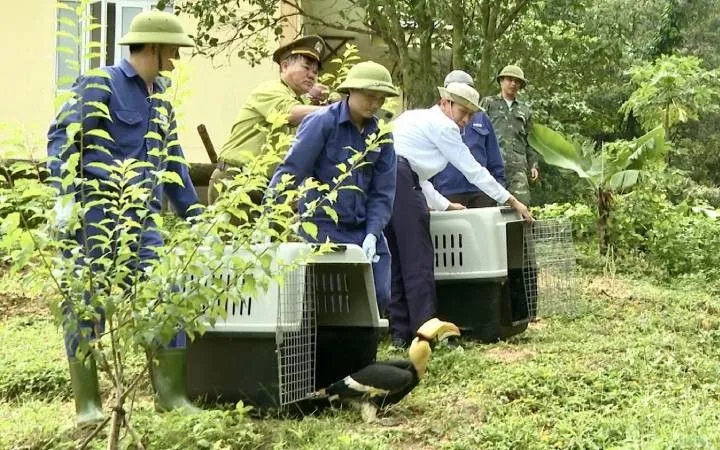 Cán bộ Trung tâm Cứu hộ, bảo tồn và phát triển sinh vật thả 8 cá thể khỉ về môi trường tự nhiên. Cán bộ Trung tâm Cứu hộ, bảo tồn và phát triển sinh vật thả 8 cá thể khỉ về môi trường tự nhiên.