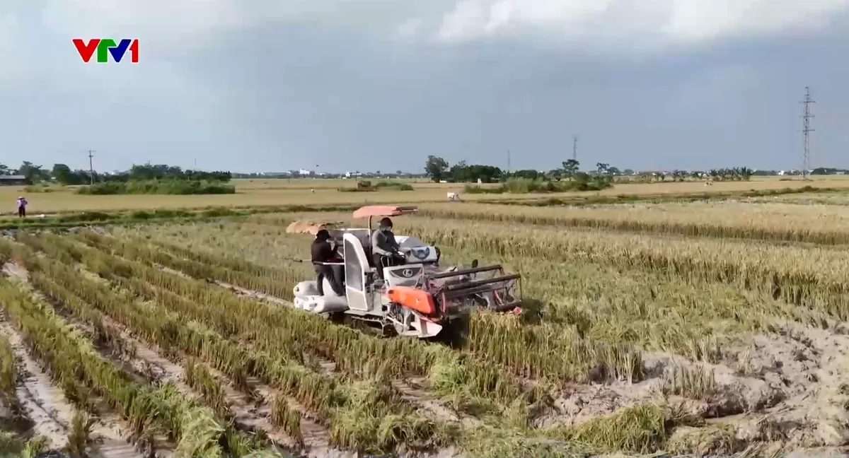 Các tỉnh miền Trung tích trữ lương thực, khẩn trương thu hoạch lúa tránh bão số 9 - Ảnh 2.