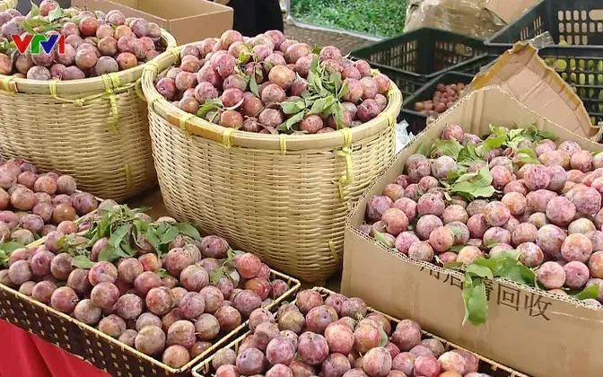 Khởi động giám sát số Vietgap cho cây ăn quả Tây Bắc Khởi động giám sát số Vietgap cho cây ăn quả Tây Bắc