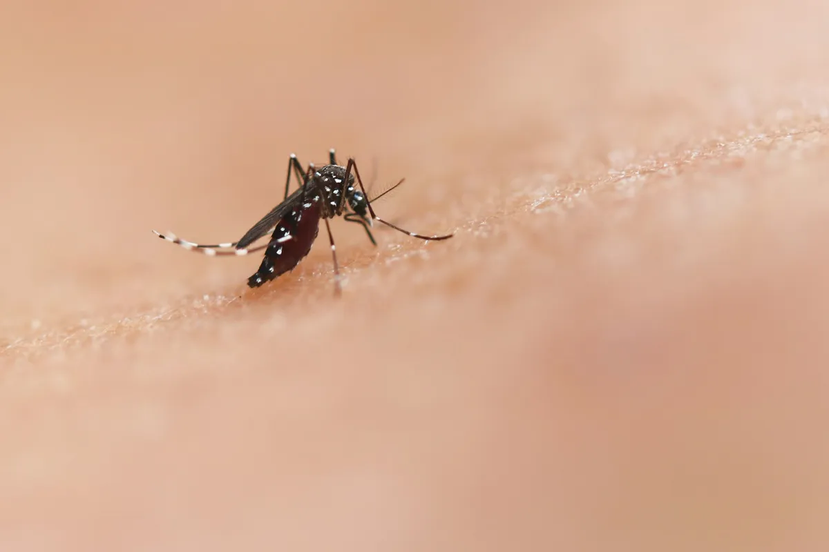 Điểm nóng sốt chikungunya ở Pháp - Ảnh 1.