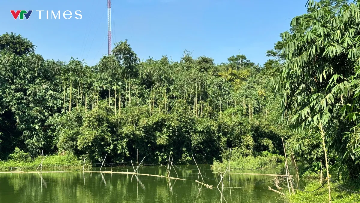  L&atilde;o n&ocirc;ng l&agrave;m gi&agrave;u từ c&acirc;y măng b&aacute;t độ  - Ảnh 4.