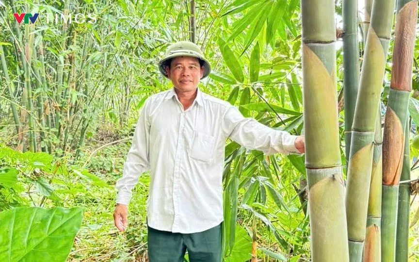 Ông Nguyễn Văn Tiến làm giàu từ cây măng Bát Độ.