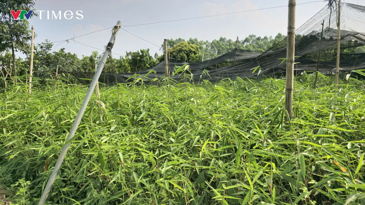  L&atilde;o n&ocirc;ng l&agrave;m gi&agrave;u từ c&acirc;y măng b&aacute;t độ  - Ảnh 2.