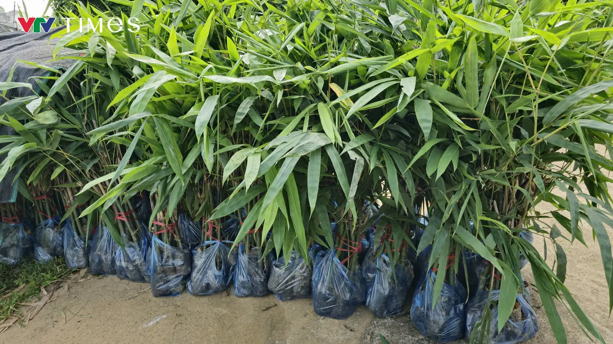  L&atilde;o n&ocirc;ng l&agrave;m gi&agrave;u từ c&acirc;y măng b&aacute;t độ  - Ảnh 1.