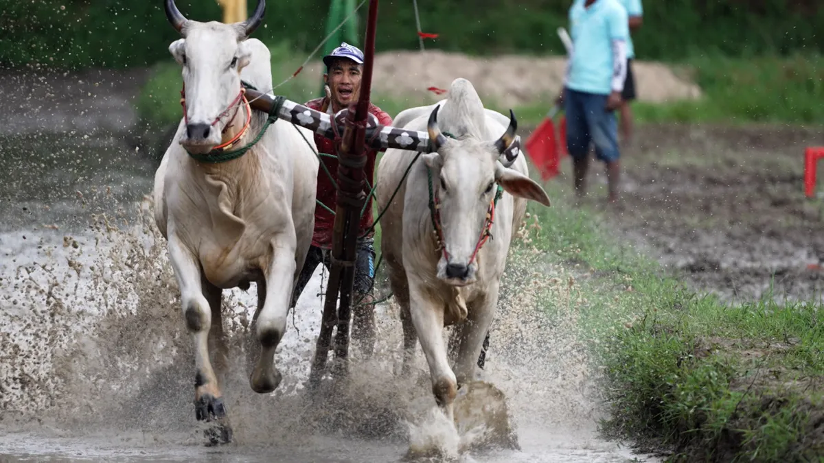 Sức hấp dẫn của những ngày hội đua bò vùng Bảy Núi - Ảnh 3.