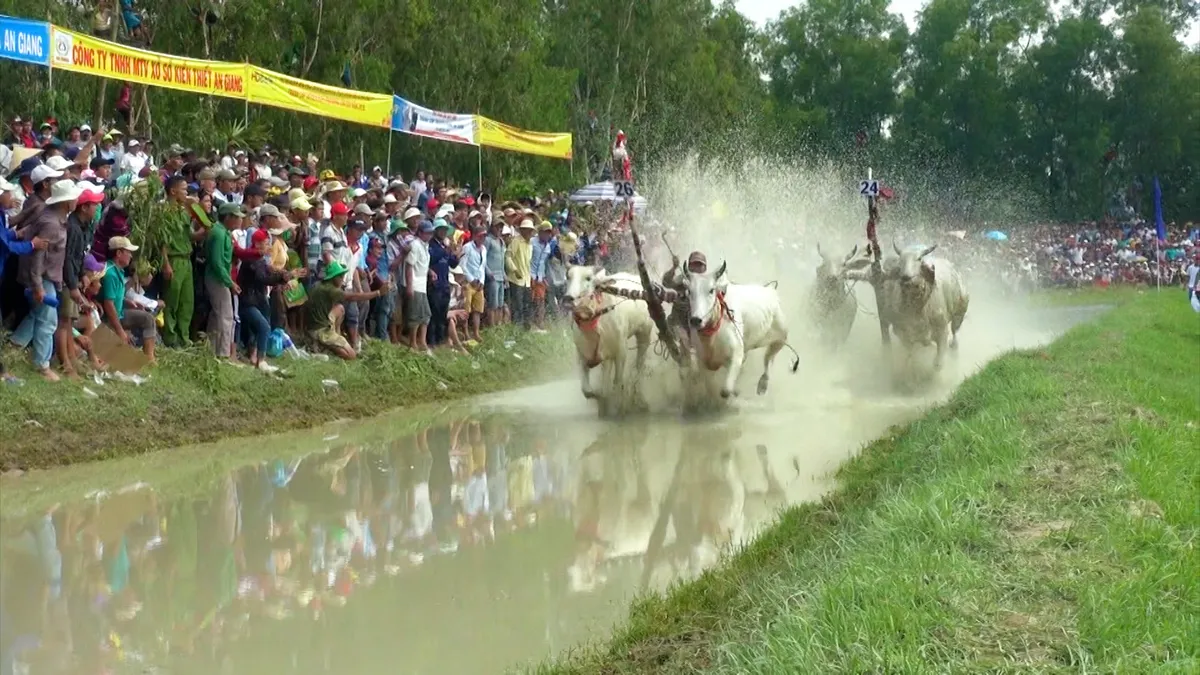 Sức hấp dẫn của những ngày hội đua bò vùng Bảy Núi - Ảnh 6.
