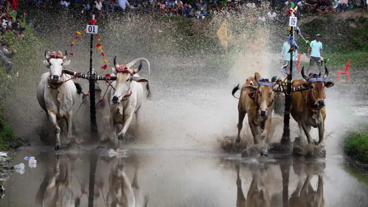 Sức hấp dẫn của những ngày hội đua bò vùng Bảy Núi - Ảnh 5.