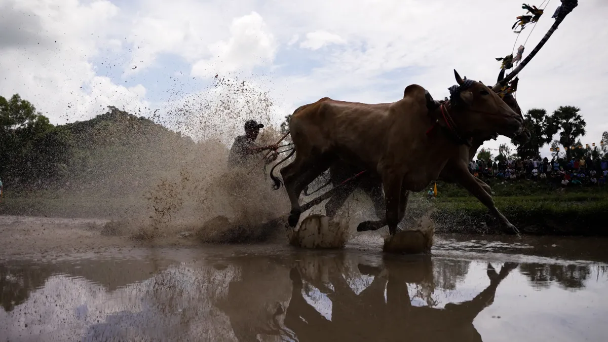 Sức hấp dẫn của những ngày hội đua bò vùng Bảy Núi - Ảnh 4.