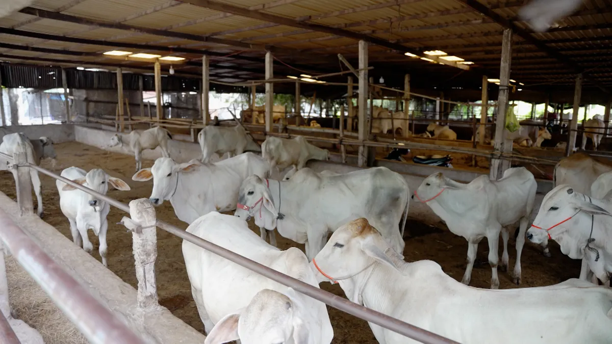 Sức hấp dẫn của những ngày hội đua bò vùng Bảy Núi - Ảnh 2.