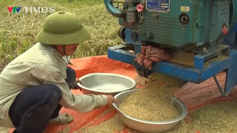 Khẩn trương thu hoạch lúa mùa tránh bão số 10- Ảnh 4. Khẩn trương thu hoạch lúa mùa tránh bão số 10- Ảnh 4.