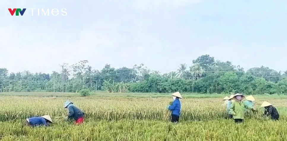 Khẩn trương thu hoạch lúa mùa tránh bão số 10- Ảnh 2. Khẩn trương thu hoạch lúa mùa tránh bão số 10- Ảnh 2.