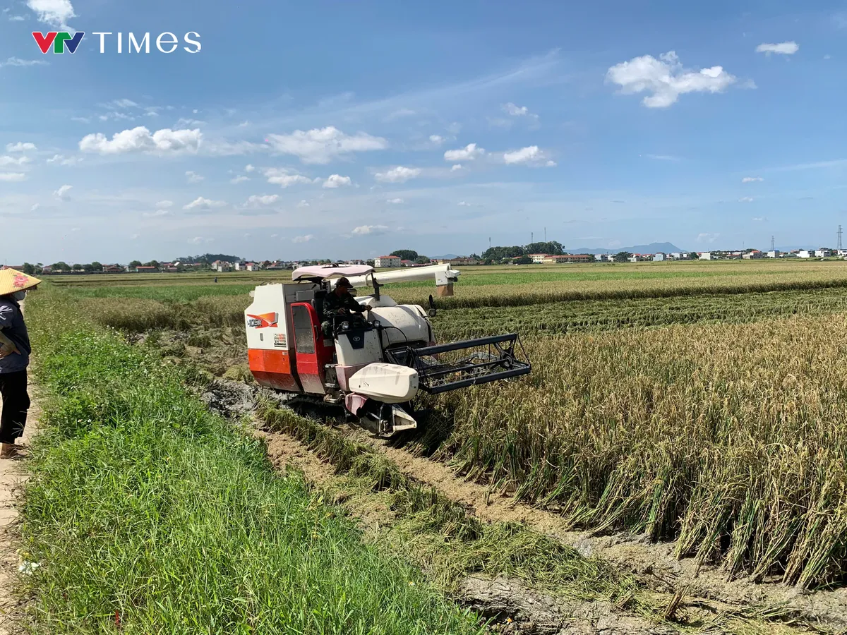 Khẩn trương thu hoạch lúa mùa tránh bão số 10- Ảnh 3. Khẩn trương thu hoạch lúa mùa tránh bão số 10- Ảnh 3.