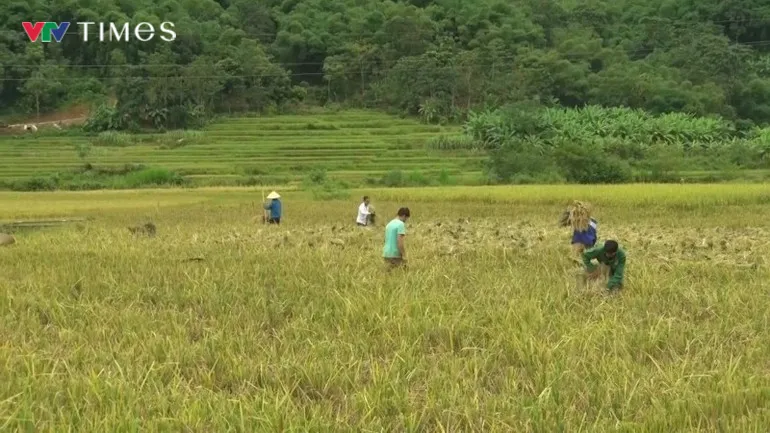 Khẩn trương thu hoạch lúa mùa tránh bão số 10- Ảnh 5. Khẩn trương thu hoạch lúa mùa tránh bão số 10- Ảnh 5.