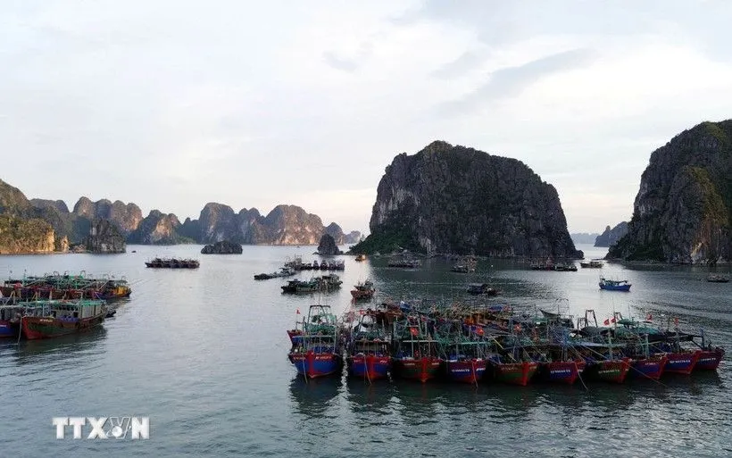 Các tàu đánh bắt hải sản tránh trú bão tại khu vực biển phường Hồng Gai, tỉnh Quảng Ninh. (Ảnh: Đức Hiếu/TTXVN) Các tàu đánh bắt hải sản tránh trú bão tại khu vực biển phường Hồng Gai, tỉnh Quảng Ninh. (Ảnh: Đức Hiếu/TTXVN)