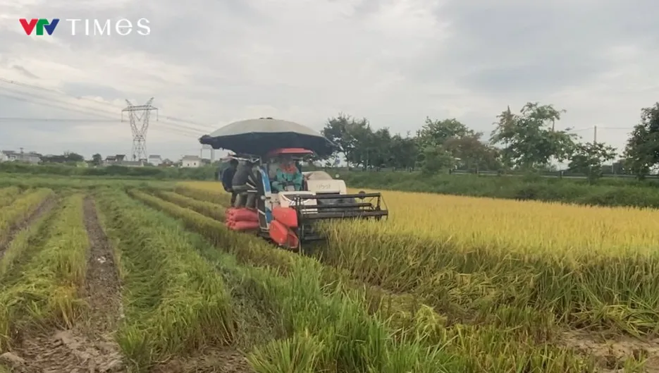 Khẩn trương thu hoạch lúa mùa tránh bão số 10- Ảnh 6. Khẩn trương thu hoạch lúa mùa tránh bão số 10- Ảnh 6.