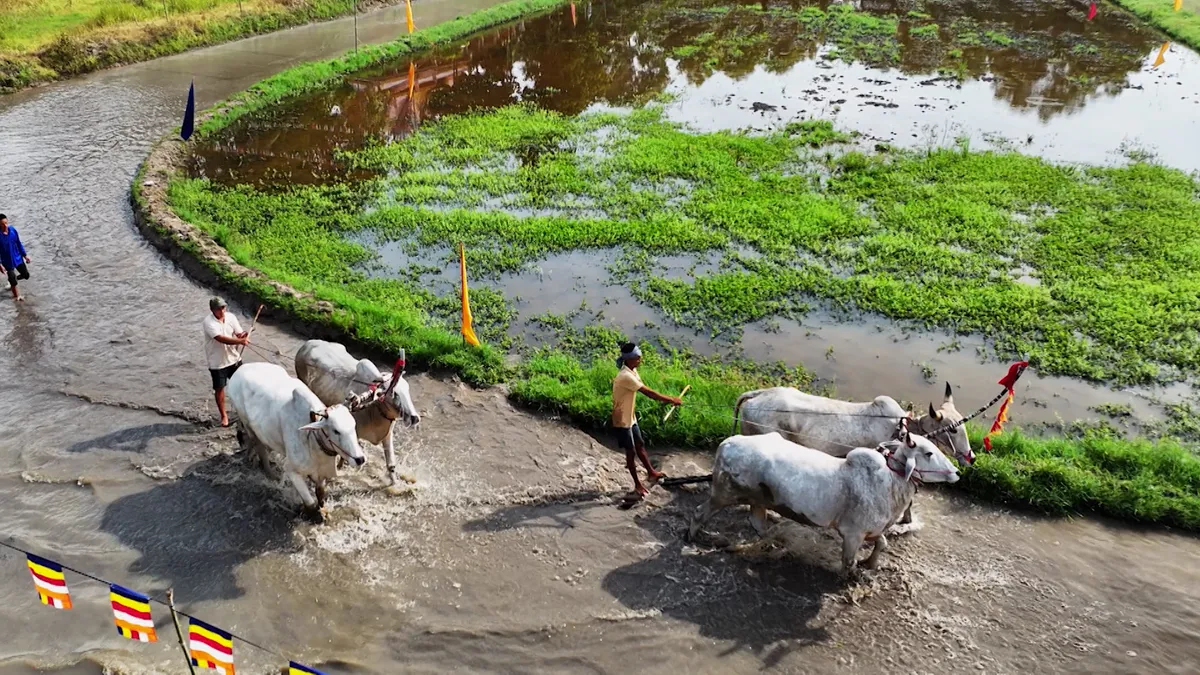 Sức hấp dẫn của những ngày hội đua bò vùng Bảy Núi - Ảnh 7.