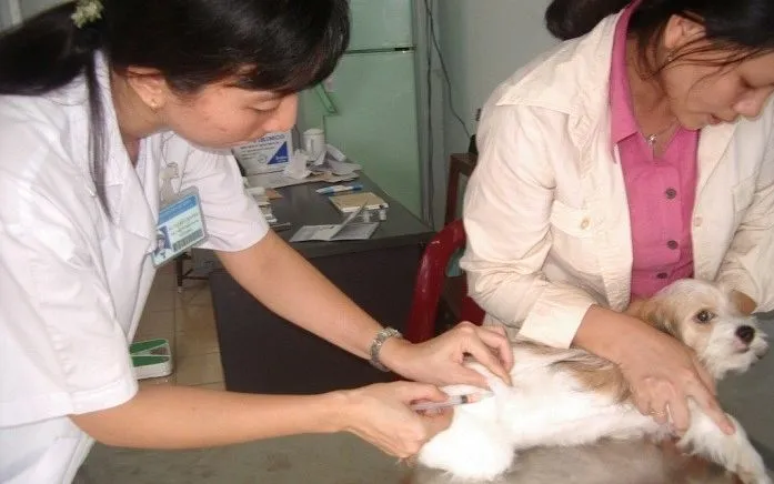 Tiêm vaccine phòng bệnh dại cho chó. Ảnh: Chi cục Chăn nuôi và Thú y TP Hồ Chí Minh Tiêm vaccine phòng bệnh dại cho chó. Ảnh: Chi cục Chăn nuôi và Thú y TP Hồ Chí Minh