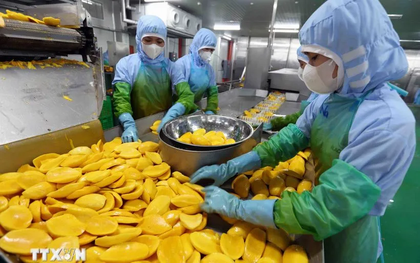 Chế biến nông sản xuất khẩu. (Nguồn: TTXVN)