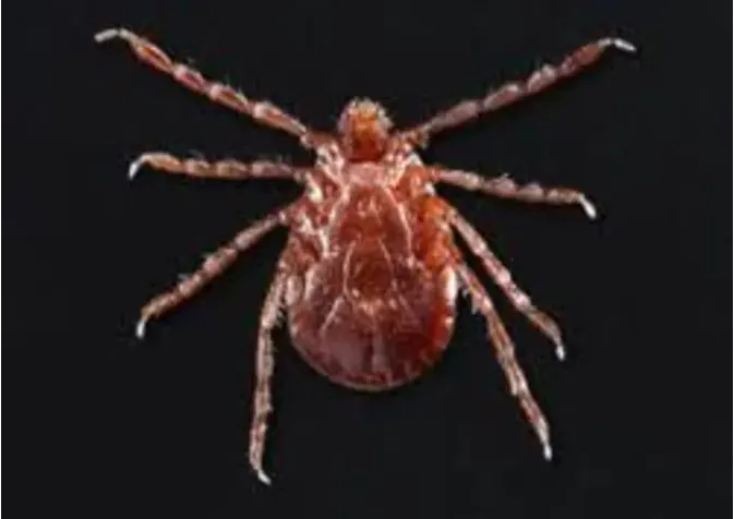 Singapore đối mặt với nguy cơ gia tăng các bệnh lây truyền qua bọ ve - Ảnh 1. Singapore đối mặt với nguy cơ gia tăng các bệnh lây truyền qua bọ ve - Ảnh 1.