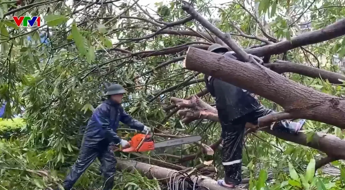 Hơn 6.000 cây xanh gãy đổ sau bão số 10, Nghệ An đẩy nhanh công tác thu dọn - Ảnh 1.