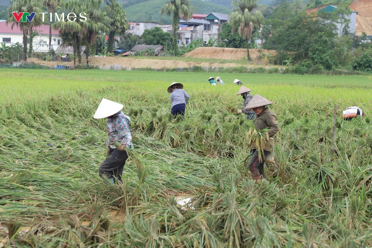 Phú Thọ: Gần 2.000 nhà dân bị hư hỏng, thiệt hại khoảng 85 tỉ đồng - Ảnh 2.