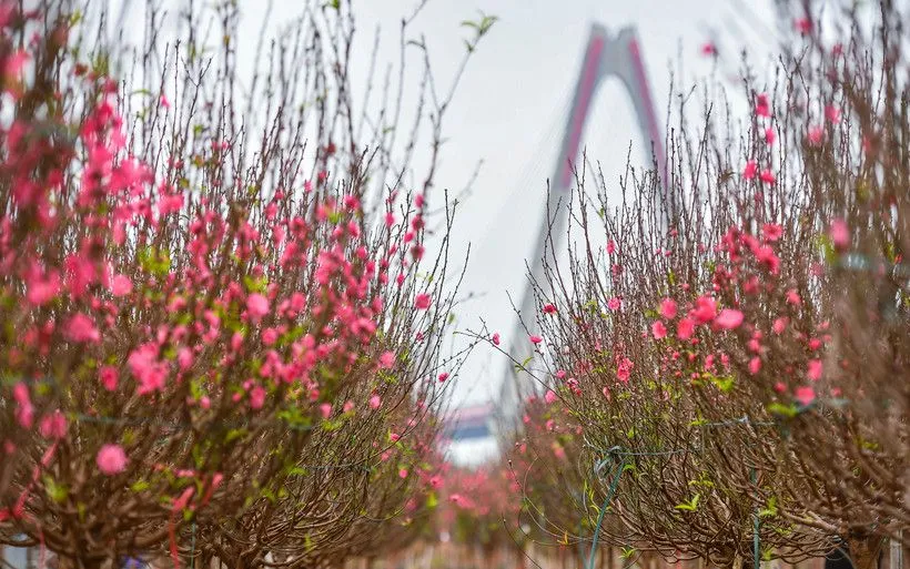 Bộ Nội vụ đề xuất trong dịp nghỉ Tết Âm lịch năm 2026, công chức, viên chức sẽ được nghỉ 9 ngày (Ảnh minh họa: Báo Nhân dân)