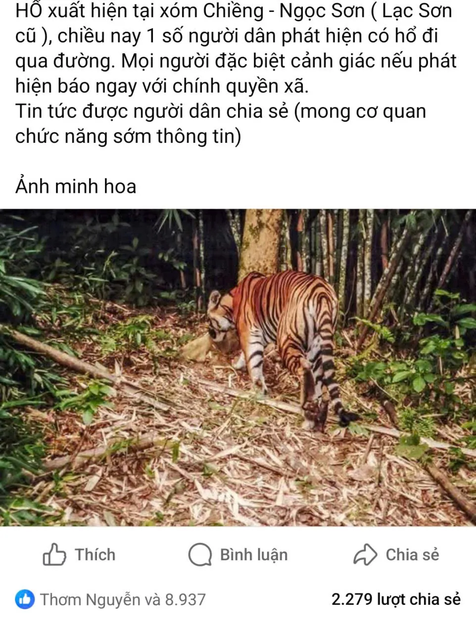 Th&ocirc;ng tin ch&iacute;nh thức về việc c&oacute; hổ xuất hiện ở khu bảo tồn thi&ecirc;n nhi&ecirc;n Ngọc Sơn - Ảnh 1.