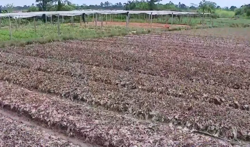 Ph&uacute; Thọ: Hơn 7.500 ha l&uacute;a v&agrave; rau m&agrave;u bị thiệt hại sau mưa lũ- Ảnh 2.