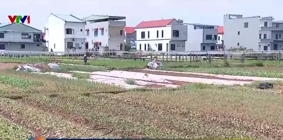 Ph&uacute; Thọ: Hơn 7.500 ha l&uacute;a v&agrave; rau m&agrave;u bị thiệt hại sau mưa lũ- Ảnh 1.