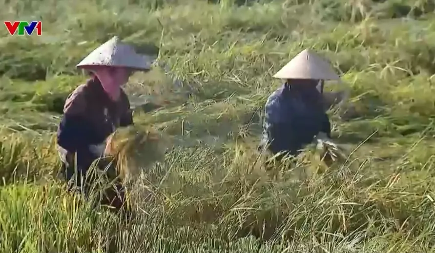 Ph&uacute; Thọ: Hơn 7.500 ha l&uacute;a v&agrave; rau m&agrave;u bị thiệt hại sau mưa lũ- Ảnh 3.