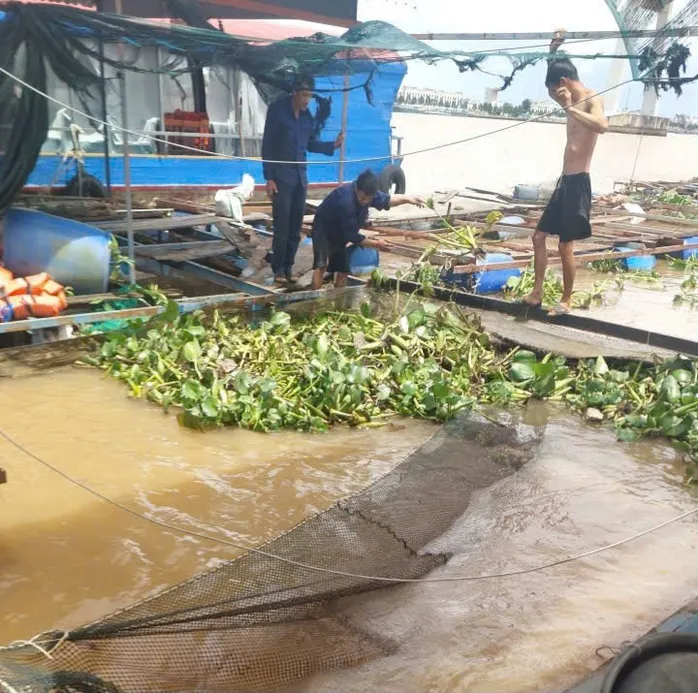 Sà lan làm chìm bè cá của ngư dân ở Đồng Tháp, gây thiệt hại hàng trăm triệu đồng - Ảnh 1.