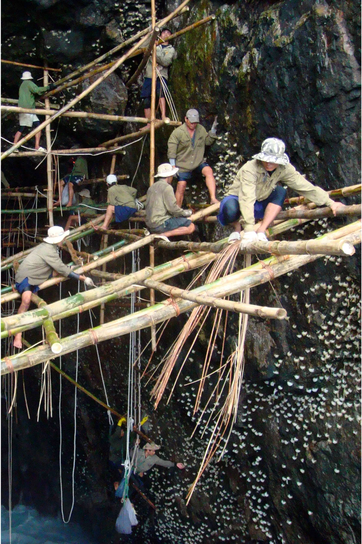 Khánh Hòa khẩn trương thành lập Tổ phản ứng nhanh bảo vệ chim Yến - Ảnh 1.