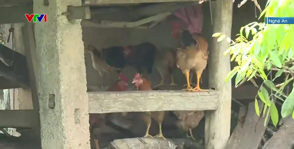 Người dân miền núi Nghệ An dọn dẹp sau bão - Ảnh 1.