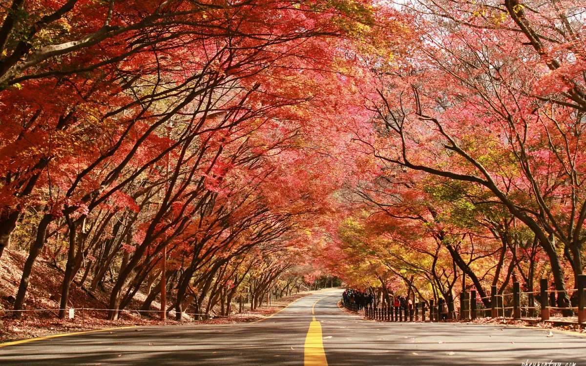 Mùa thu Hàn Quốc - (Ảnh: Naejangsan)